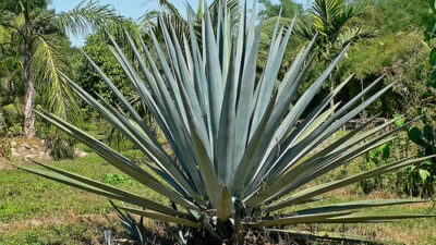 Spirit Of The Week - Mezcal 2
