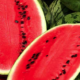Watermelon Breeze 2