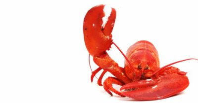 Lobster Roll 1