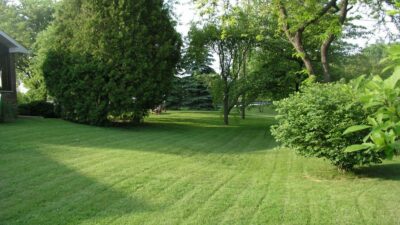 Backyard Lemonade