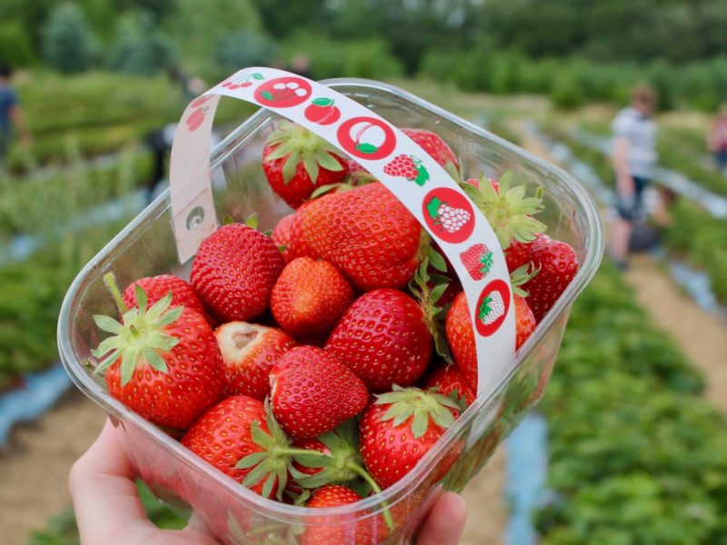 picking fresh strawberries