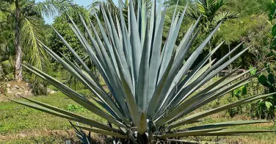 Spirit Of The Week - Mezcal 2