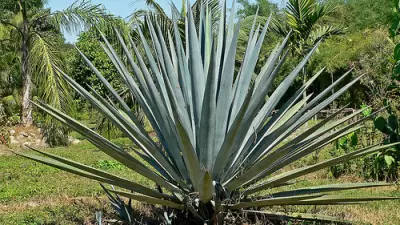 Spirit Of The Week - Mezcal 2