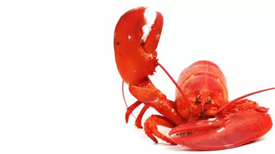 Lobster Roll 1