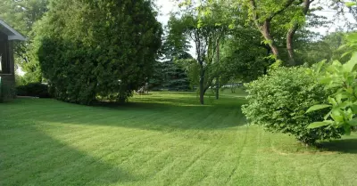 Backyard Lemonade
