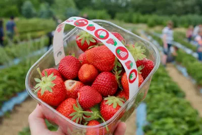 5 Things to Do This Weekend 4 picking fresh strawberries