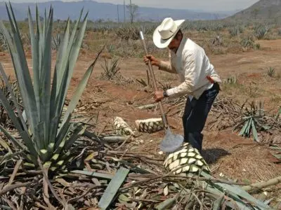Our Master Guide To Tequila Tailgating Cocktails 3 tequila 400x300 1